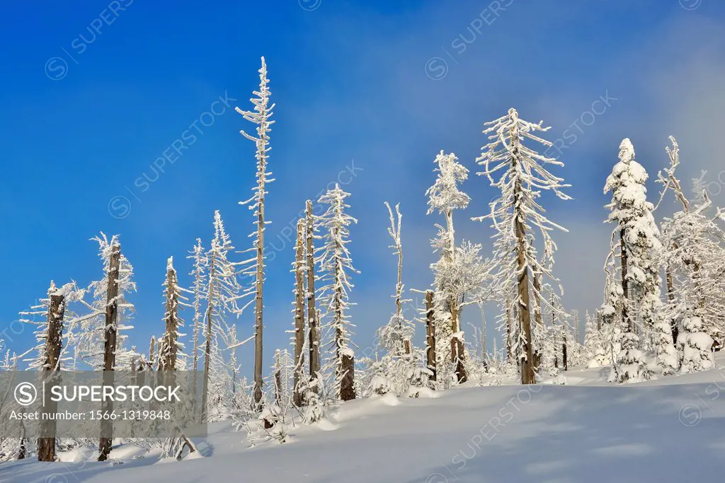 Snow Covered Conifer Forest in the Winter, Grafenau, Lusen, National Park Bavarian Forest, Bavaria, Germany.