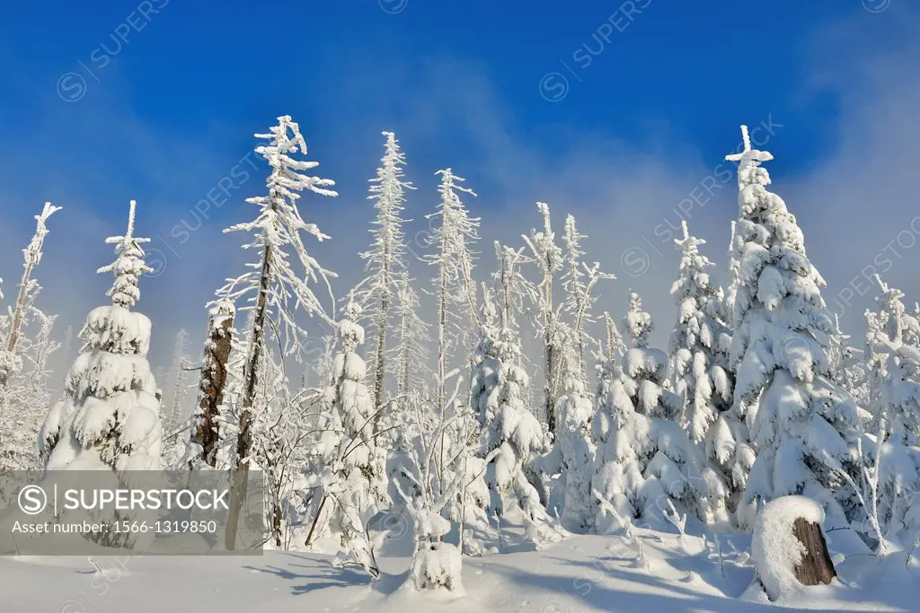 Snow Covered Conifer Forest in the Winter, Grafenau, Lusen, National Park Bavarian Forest, Bavaria, Germany.