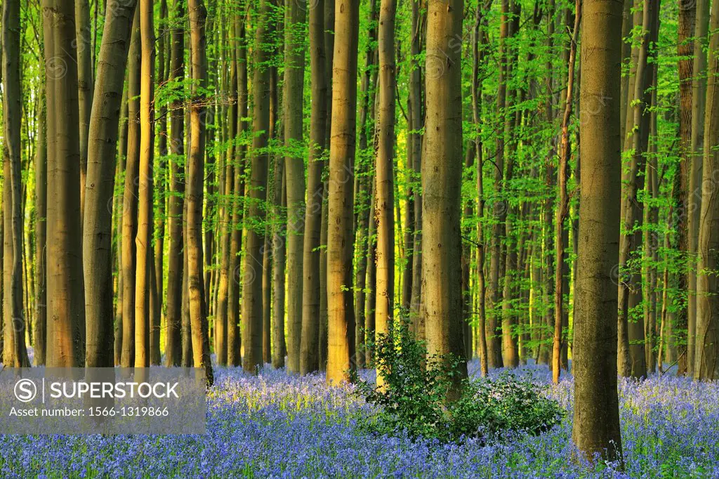 Beech Forest with Bluebells in the Spring, Hallerbos, Halle, Vlaams Gewes, Brussels, Belgium, Europe.