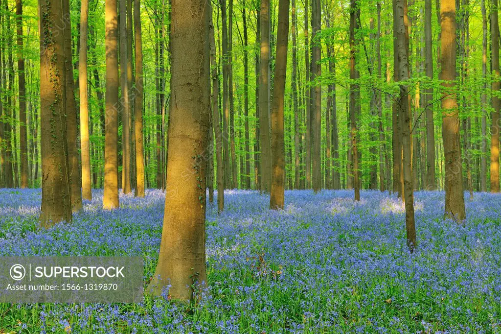 Beech Forest with Bluebells in the Spring, Hallerbos, Halle, Vlaams Gewest, Brussels, Belgium, Europe.