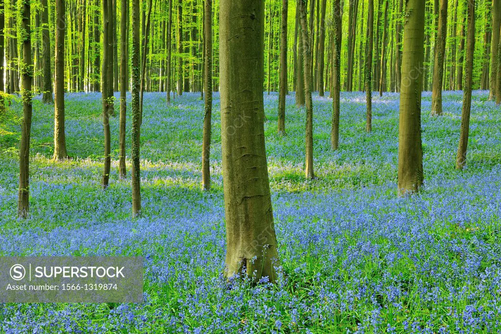 Beech Forest with Bluebells in the Spring, Hallerbos, Halle, Vlaams Gewest, Brussels, Belgium, Europe.