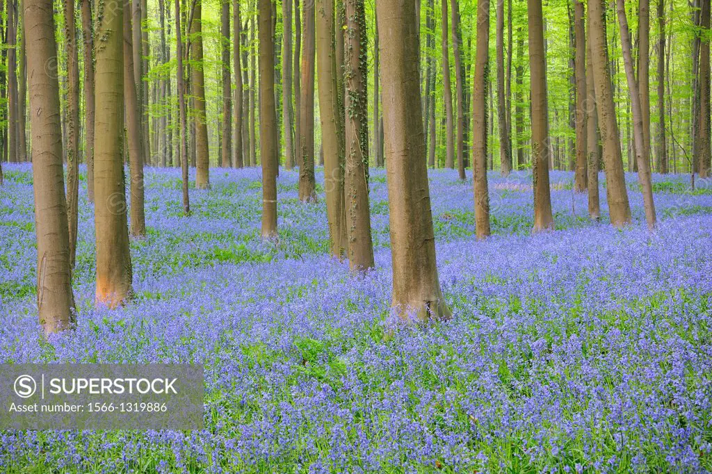 Beech Forest with Bluebells in the Spring, Hallerbos, Halle, Vlaams Gewest, Brussels, Belgium, Europe.