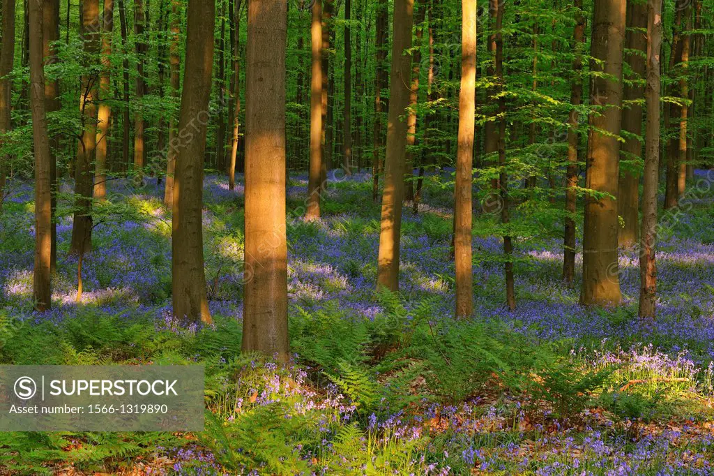 Beech Forest with Bluebells in the Spring, Hallerbos, Halle, Vlaams Gewest, Brussels, Belgium, Europe.