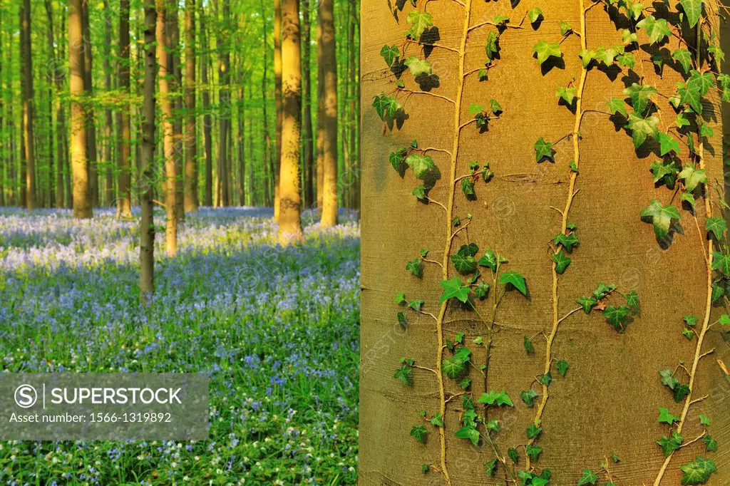 Beech Tree Trunk with Ivy in Bluebells Forest, Spring, Hallerbos, Halle, Vlaams Gewest, Brussels, Belgium, Europe.