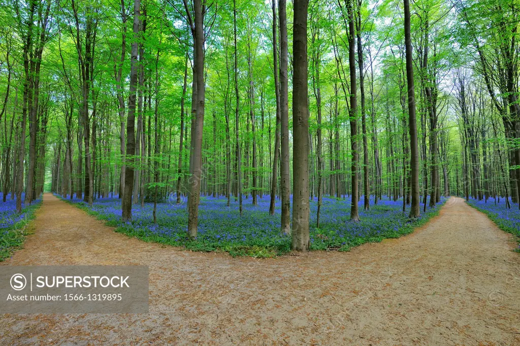Forked Path through Bluebells Forest in the Spring, Hallerbos, Halle, Vlaams Gewest, Brussels, Belgium, Europe.