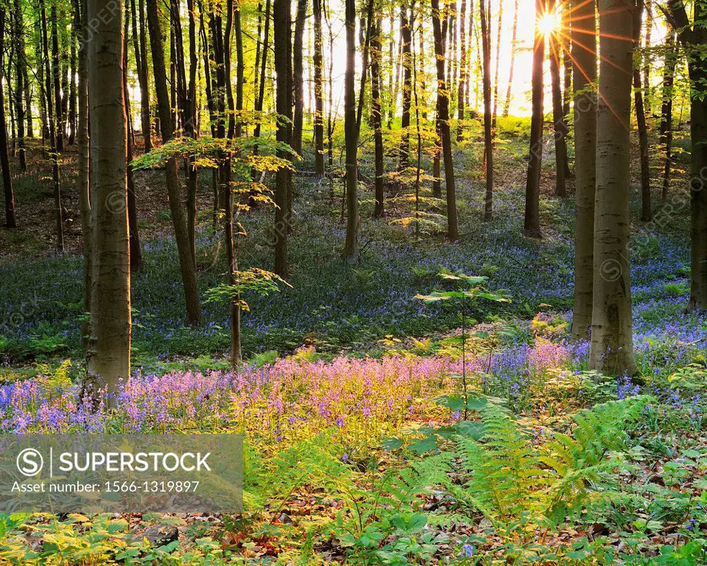 Beech Forest with Bluebells and Sun at Morning, Spring, Hallerbos, Halle, Vlaams Gewest, Brussels, Belgium, Europe.