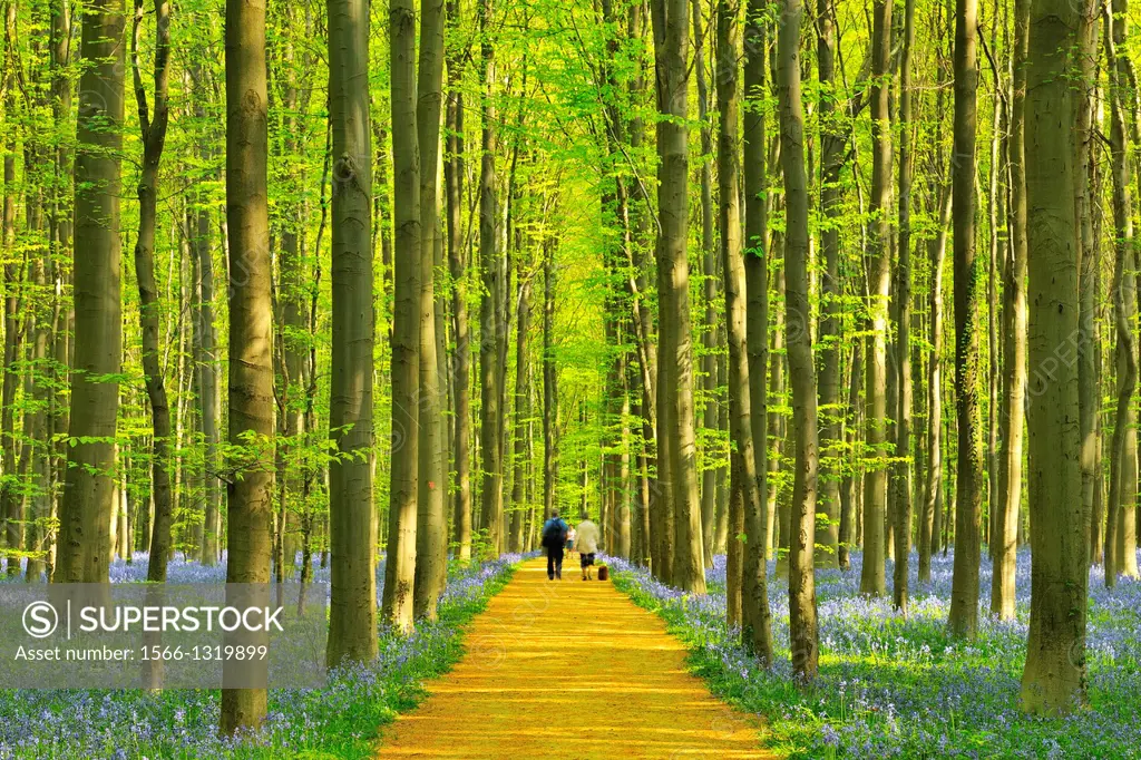 Path through Bluebells Forest in the Spring, with People, Hallerbos, Halle, Vlaams Gewest, Brussels, Belgium, Europe.