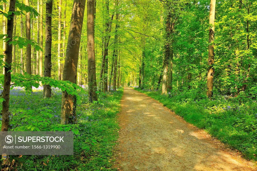 Path through Bluebells Forest in the Spring, Hallerbos, Halle, Vlaams Gewest, Brussels, Belgium, Europe.