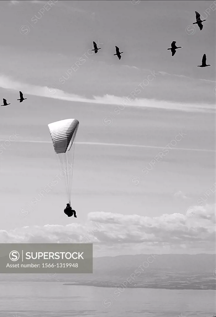 Paraglider flying with birds over Lake Geneva, Switzerland