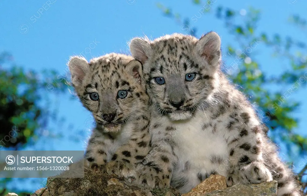 Snow Leopard or Ounce, uncia uncia, Cub.