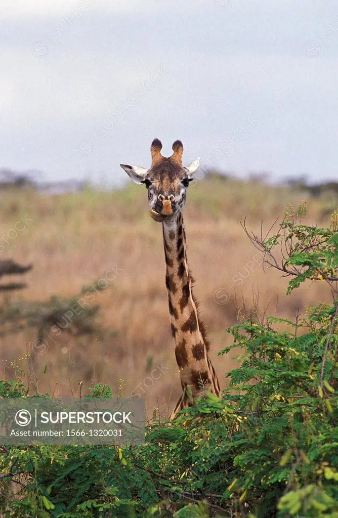 Rothschild's Giraffe, giraffa camelopardalis rothschildi, Samburu Park in Kenya.