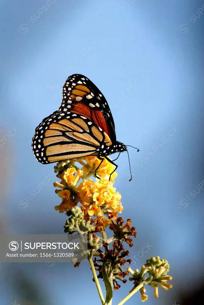 A monarch butterfly alights on a flower, New Jersey, USA.