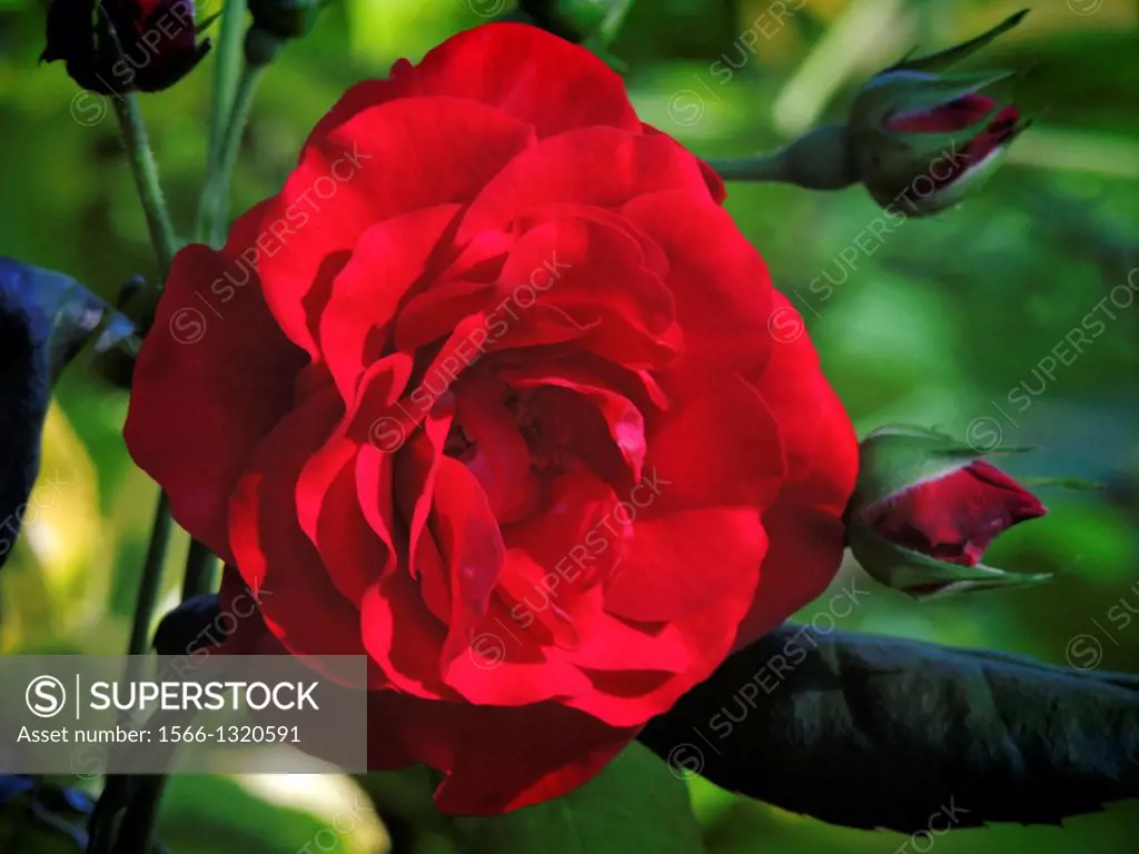 A red rose emerges from the shadows to catch sunlight, Pennsylvania, USA.