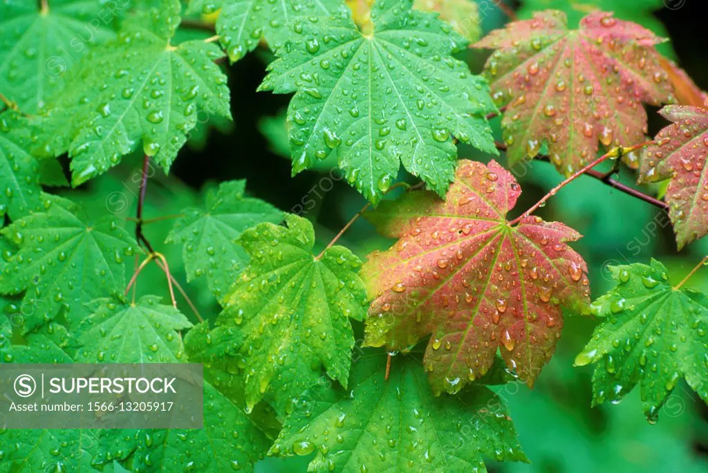 Vine maple at Clear Lake, Willamette National Forest, Oregon.