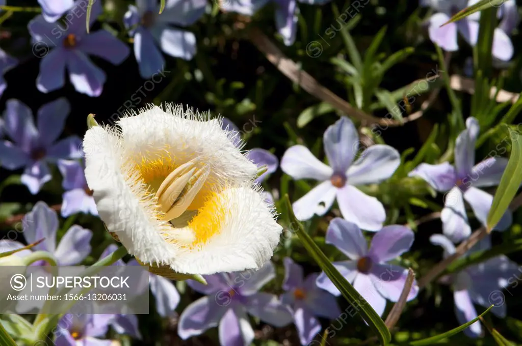 Subalpine mariposa lily (Calochortus subalpinus). Oregon. USA