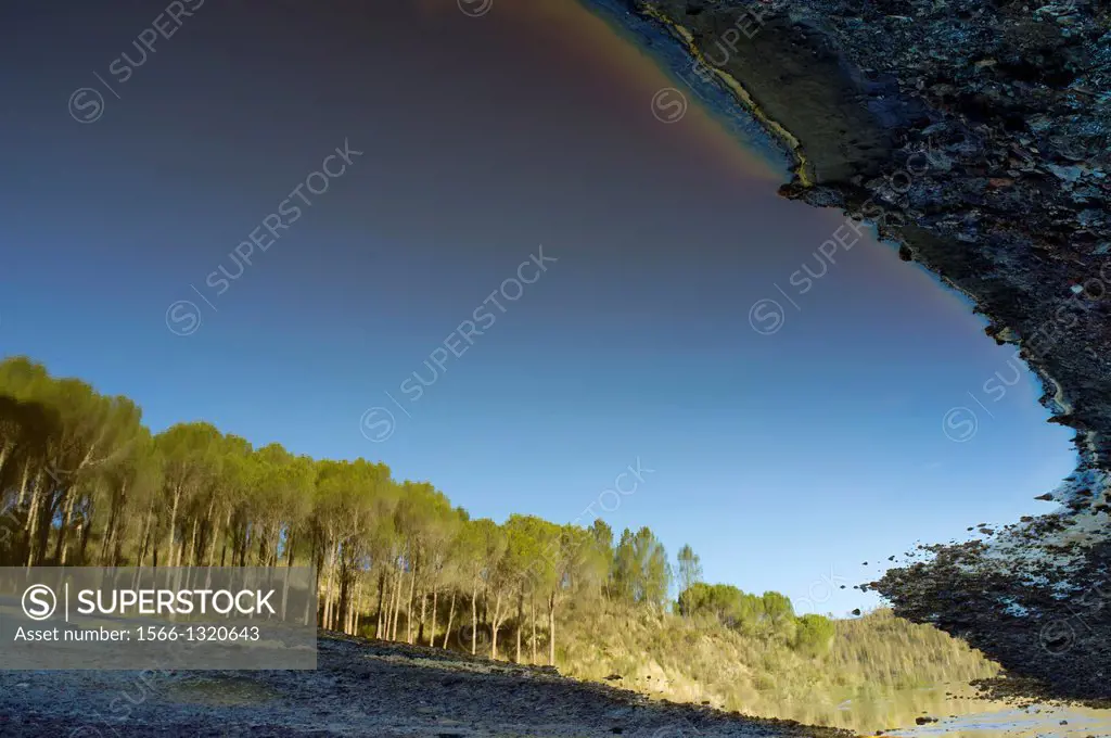 pine reflections in the water of the Rio Tinto, Huelva, Andalucia, Spain