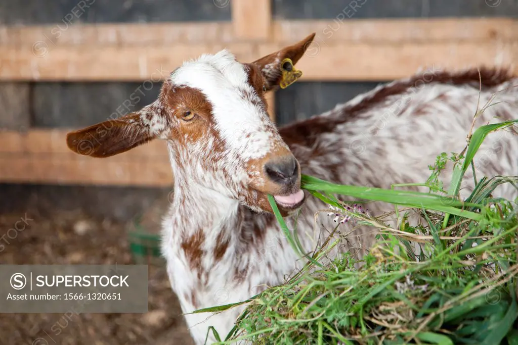 Goat kid in rural farm barn, Palma del Rio, Cordoba, Andalucia, Spain