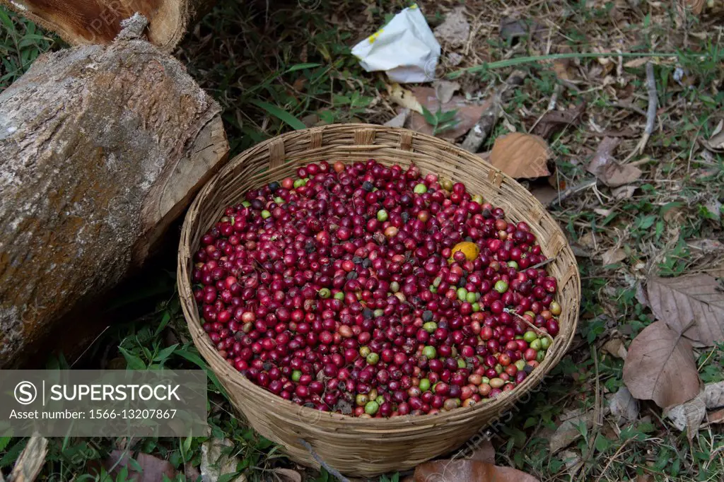 Coffee harvesting, Wayanad, Kerala, India