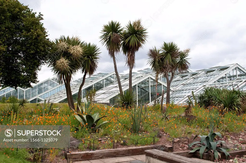 Californian poppies and palm trees in front of Princes of Wales Conservatory, Kew Royal Botanic Gardens, London, UK.
