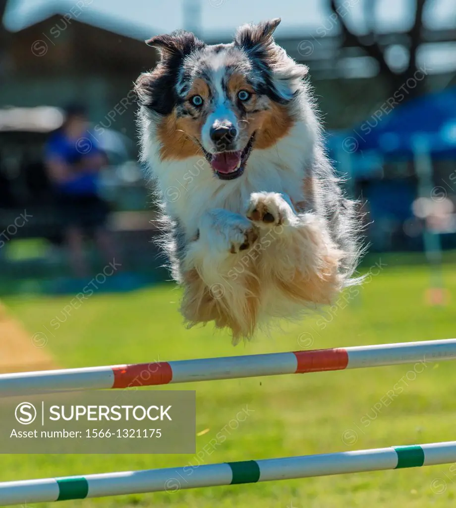 An Australian Shepherd flies over a jump at an agility trial.
