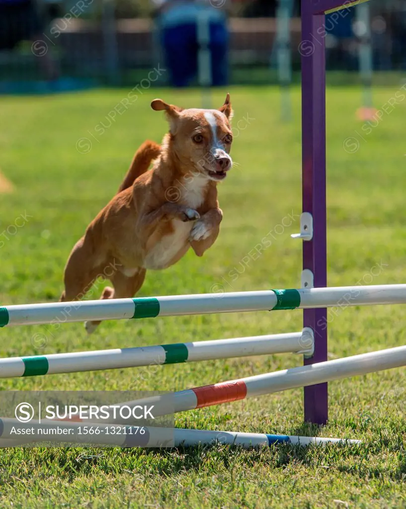 A chihuaha flies over a jump at an agility trial.