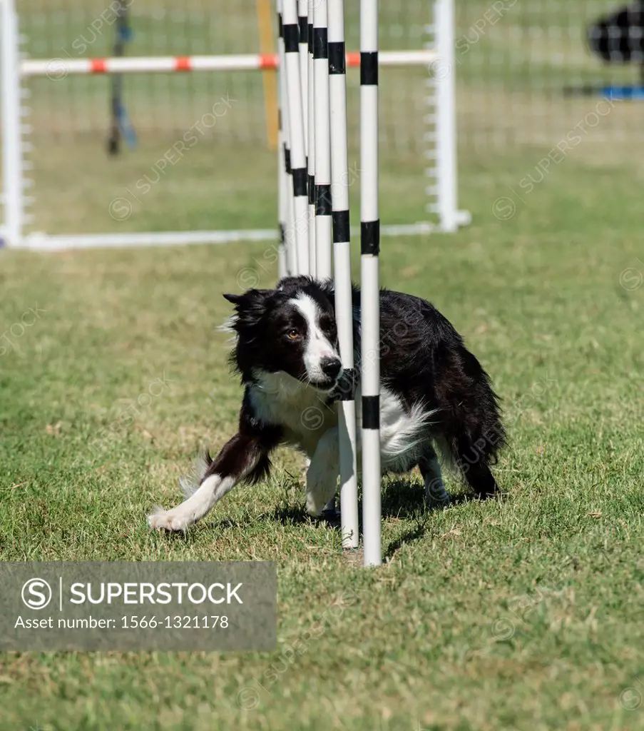A border collie races through the weave poles at an agility trial.