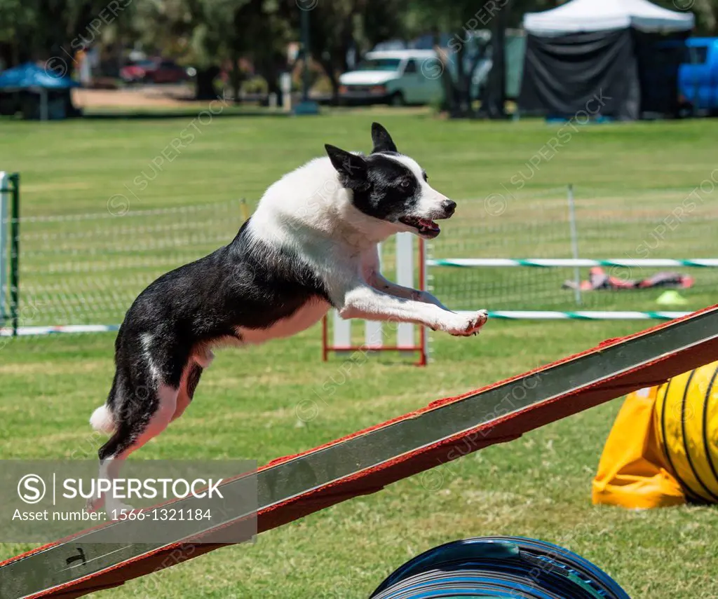 A dog races up the dogwalk obstacle on an agility course.