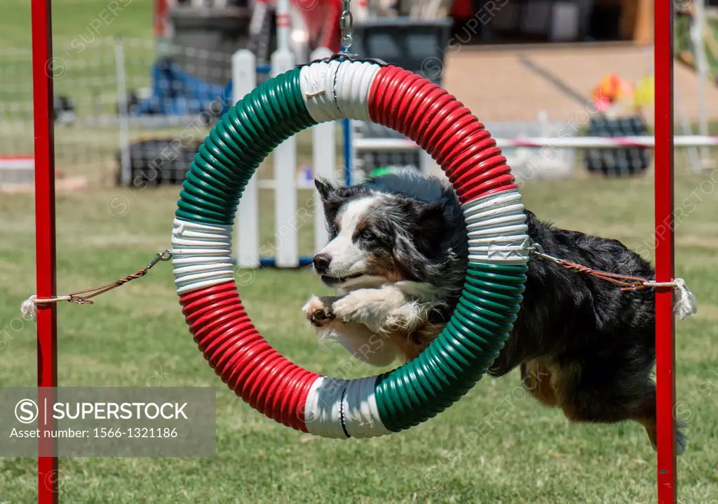 An australian shepherd leaps through the ring obstacle on an agility course.