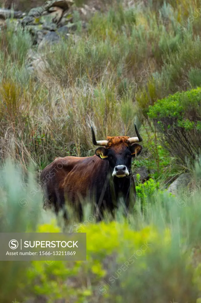 COWS OR CATTLE (Bos taurus o Bos primigenius taurus), Faia Brava private reserve, Portugal, Europe.