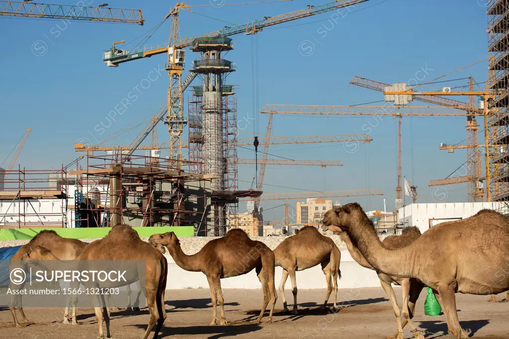Camels and new constructions in old Doha, Doha, Qatar