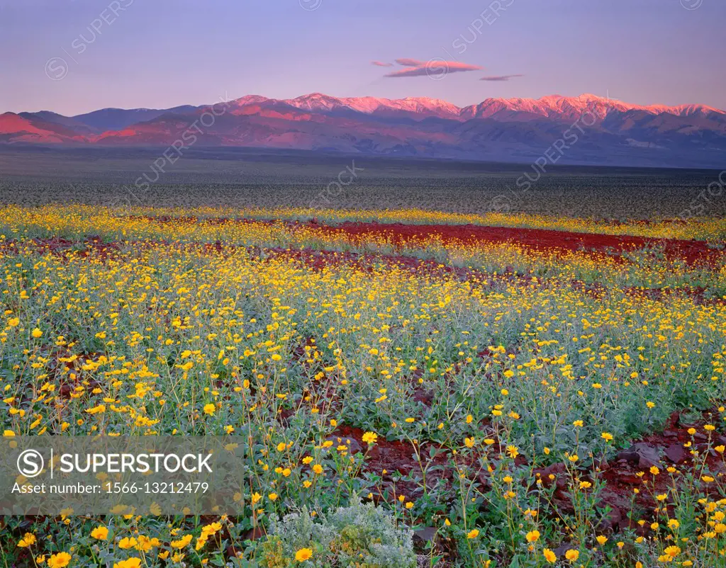 USA, California, Death Valley National Park, Desert sunflower blooms alongside colorful volcanic rock while sunrise light reddens the snow capped Pana...