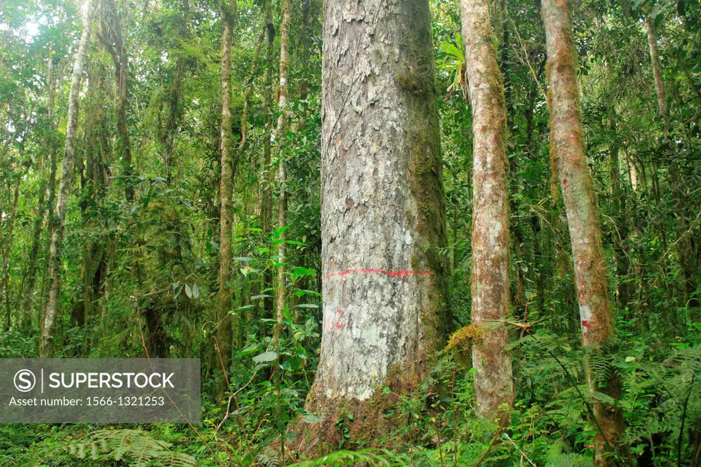 Endemic tree Retrophyllum rospigliosii San Eusebio Cloud Forest Merida Venezuela.