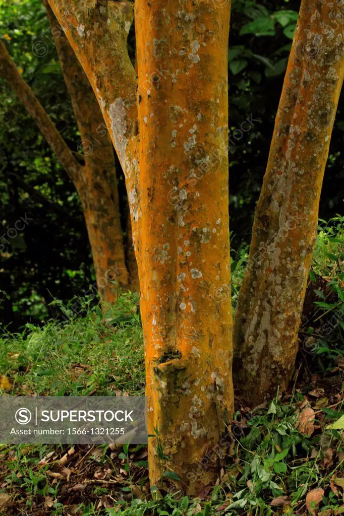 Tree trunks El Avila National Park Venezuela.