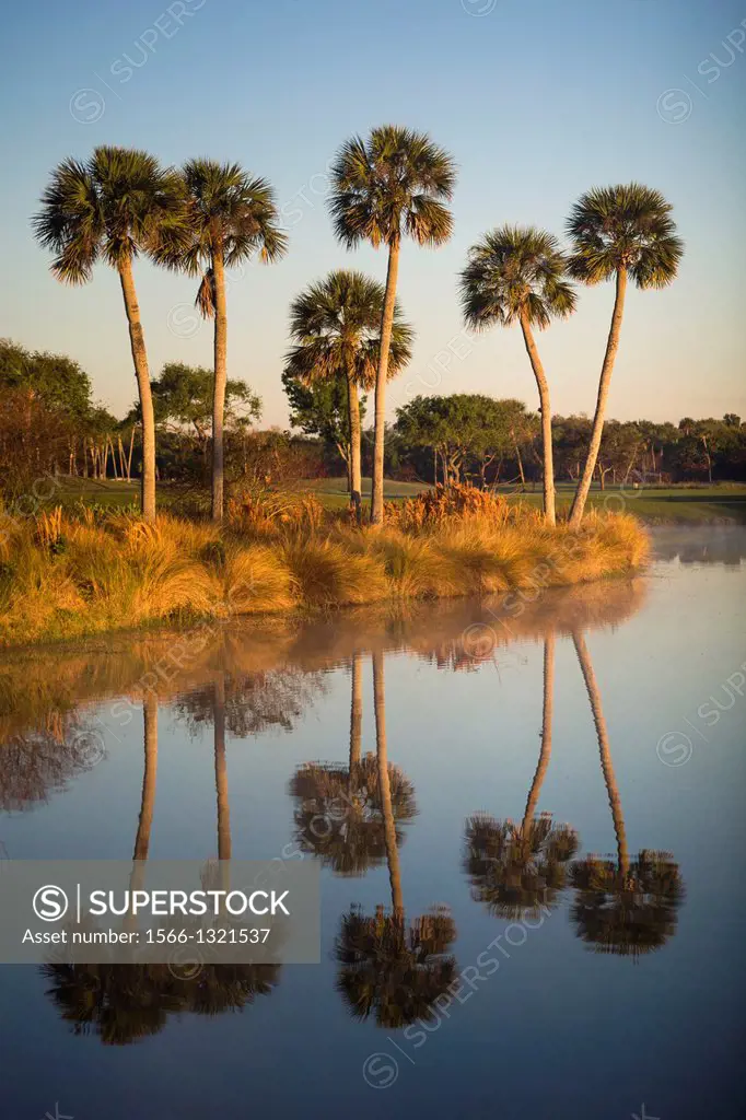 Palmetto trees reflected in pond. Vero Beach, Florida, USA.