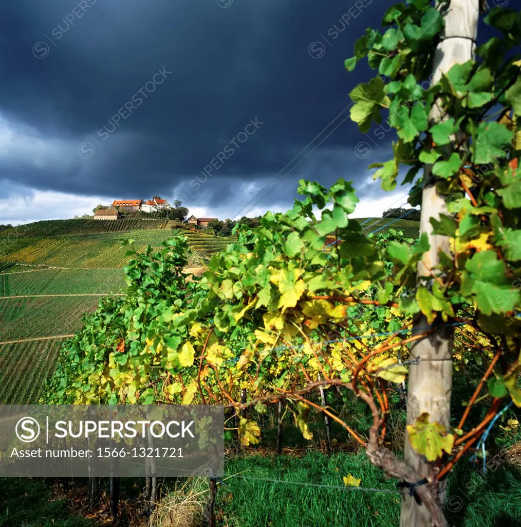 Vineyard and Staufenberg castle with stormy sky Durbach Baden-Württenberg Germany.