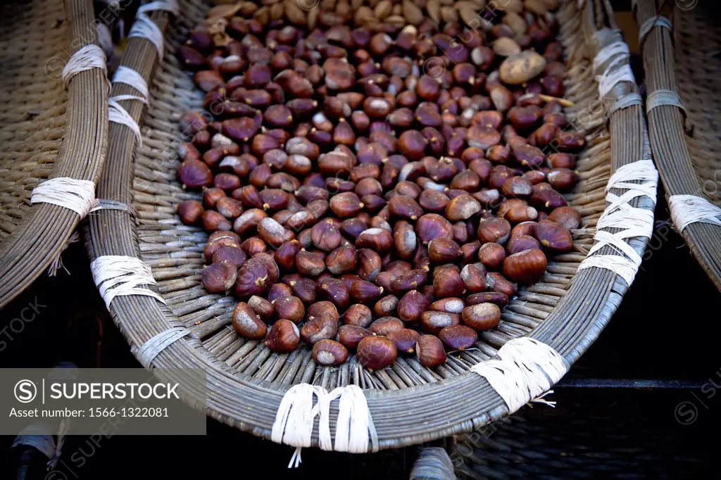 Hazelnut production in Corsica, France.