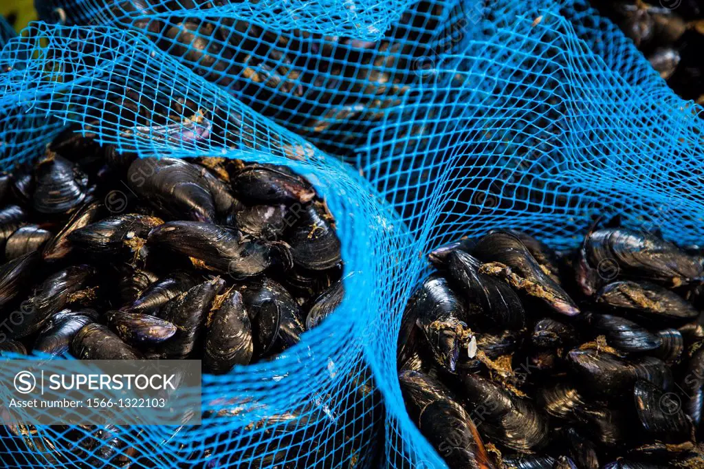 Production of oysters in Etang de Diane, the east coast of Corsica, France, Europe.