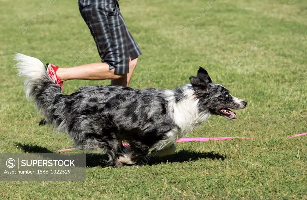 A border collie races alongside its owner in an agility trial in Woodland, California.