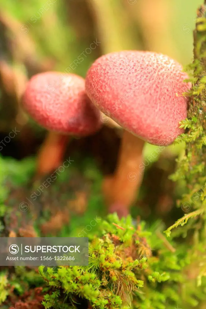 Hygrocybe mushroom fungi, San Eusebio Cloud Forest, Merida, Venezuela