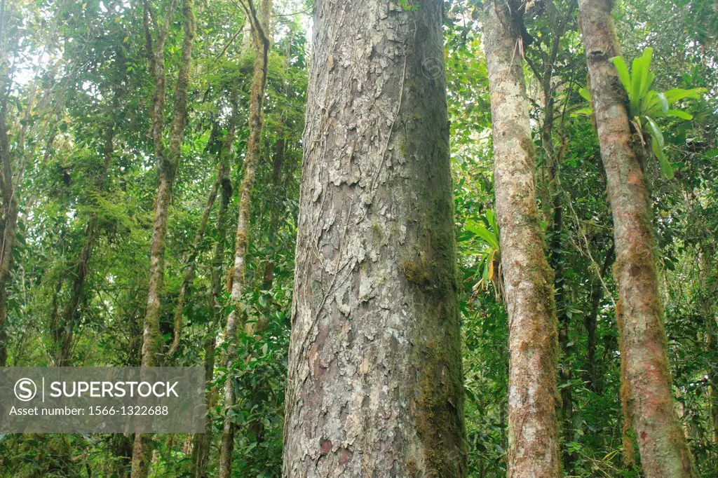 Endemic tree Retrophyllum rospigliosii, San Eusebio Cloud Forest, Merida, Venezuela