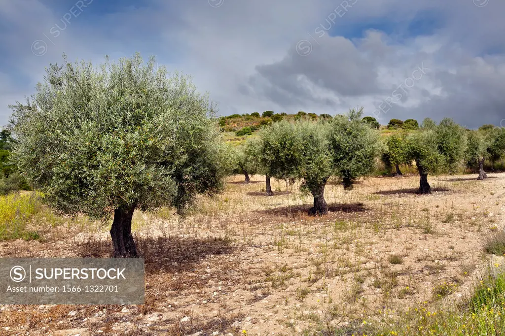 Olive trees in Valdelaosa. Valdelaguna. Madrid. Spain.