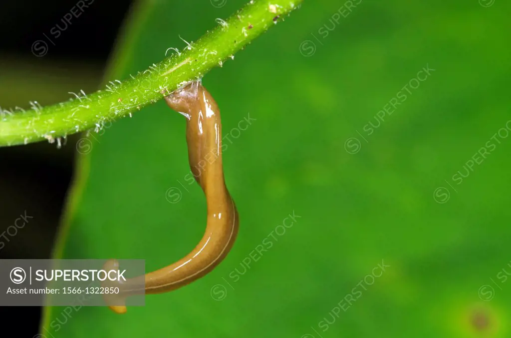 Flatworm. Image taken at Kampung Skudup, Sarawak, Malaysia.
