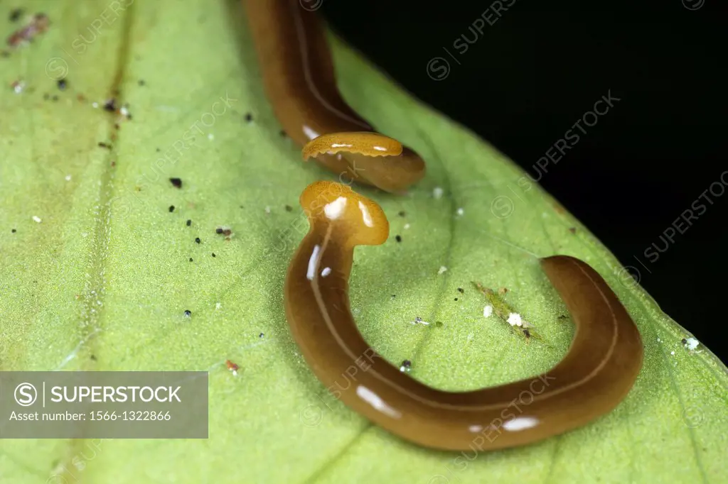 Flatworms mating. Image taken at Kampung Skudup, Sarawak, Malaysia.