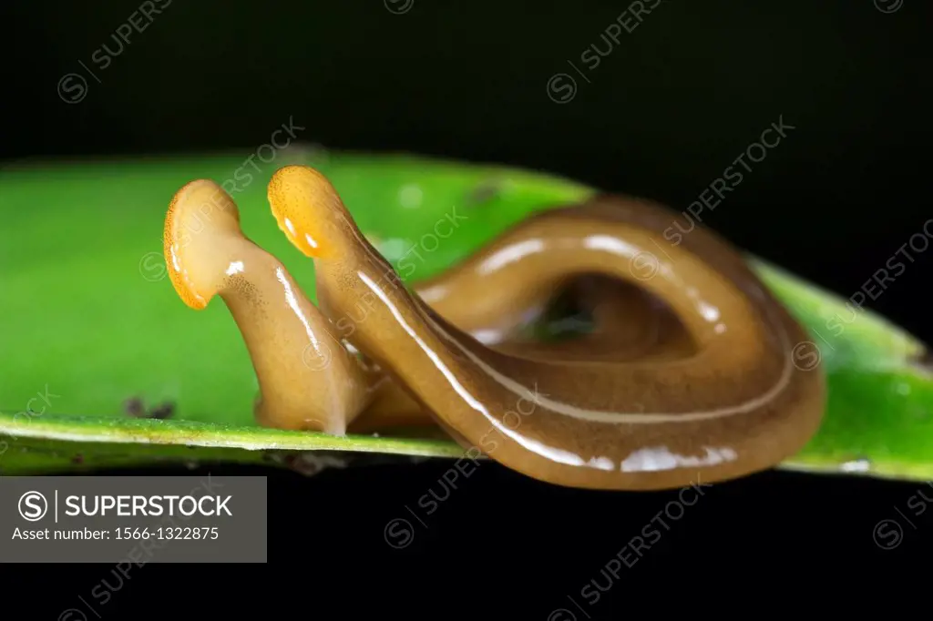 Flatworms mating. Image taken at Kampung Skudup, Sarawak, Malaysia.