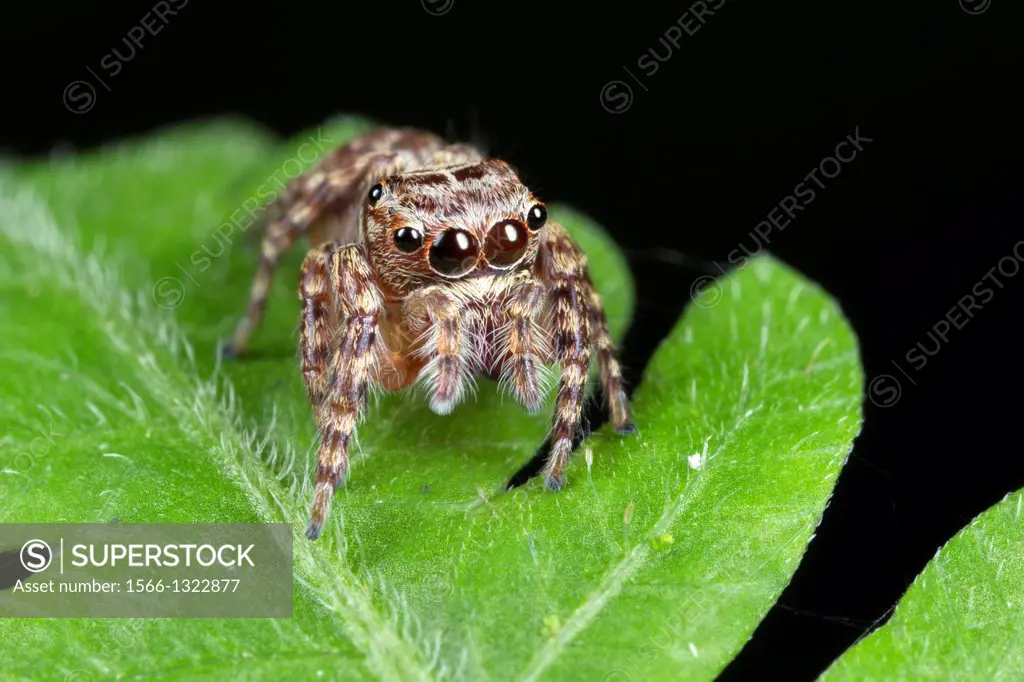 Jumping spider Salticidae. Image taken at Kampung Skudup, Malaysia.