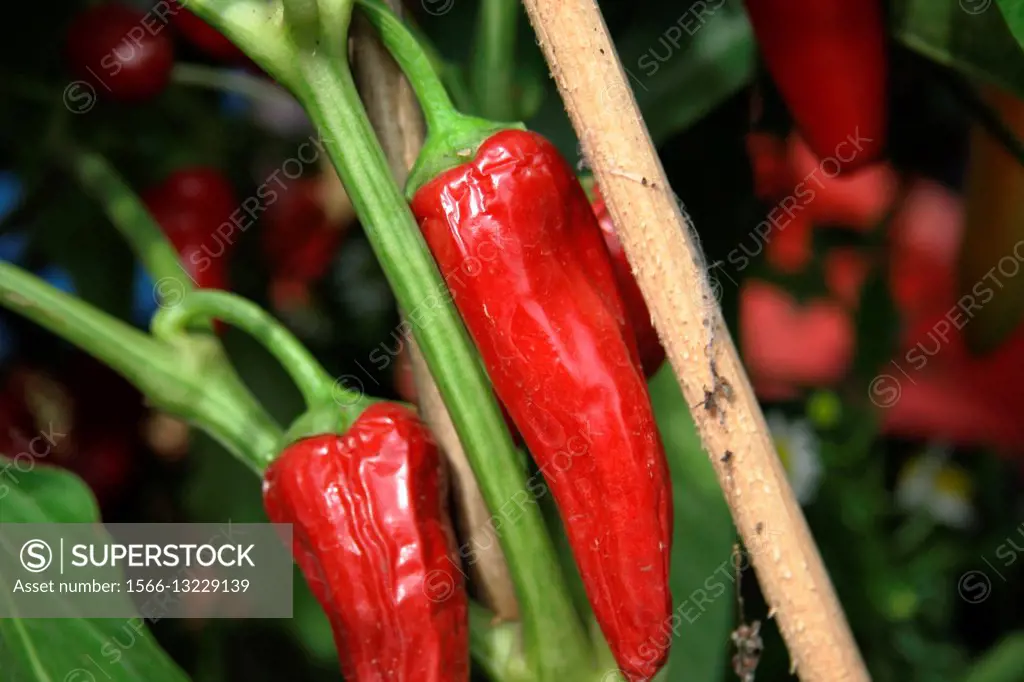 Hot peppers, Mexico