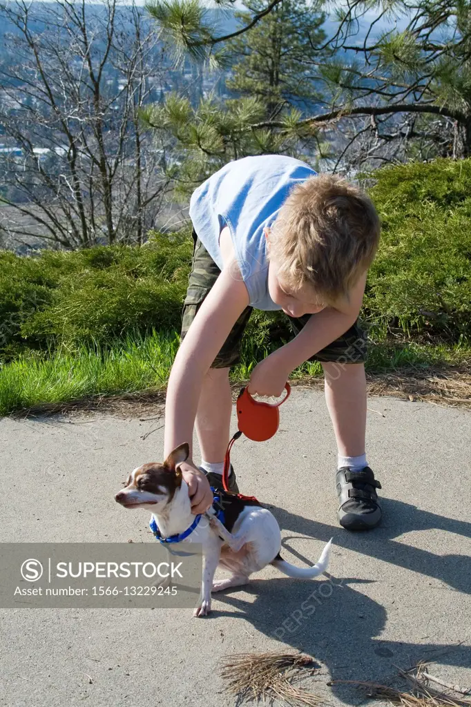 A boy helps a male chihuahua scratch his back during a walk in Spokane, Washington, USA.