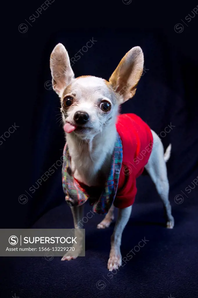 Portrait of a female adult Chihuahua indoors.