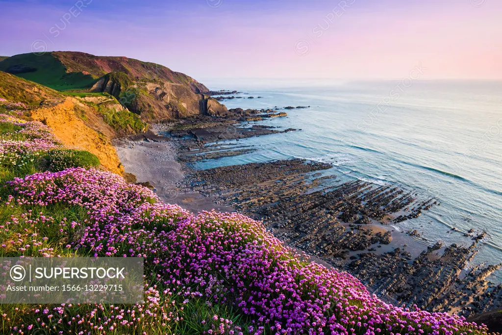 Thrift, otherwise known as Sea Pink, in flower on the coastal cliff top at Speke´s Mill Mouth, Hartland, North Devon, England.