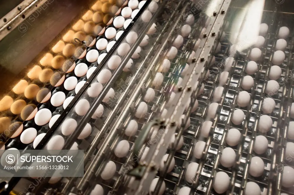 Egg sorter on a poultry and egg farm, Maryland USA